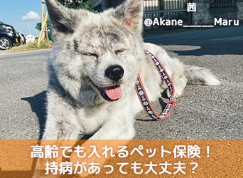 犬や猫が高齢でも入れるペット保険を紹介!持病があっても大丈夫?のサムネイル画像